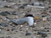 Little tern